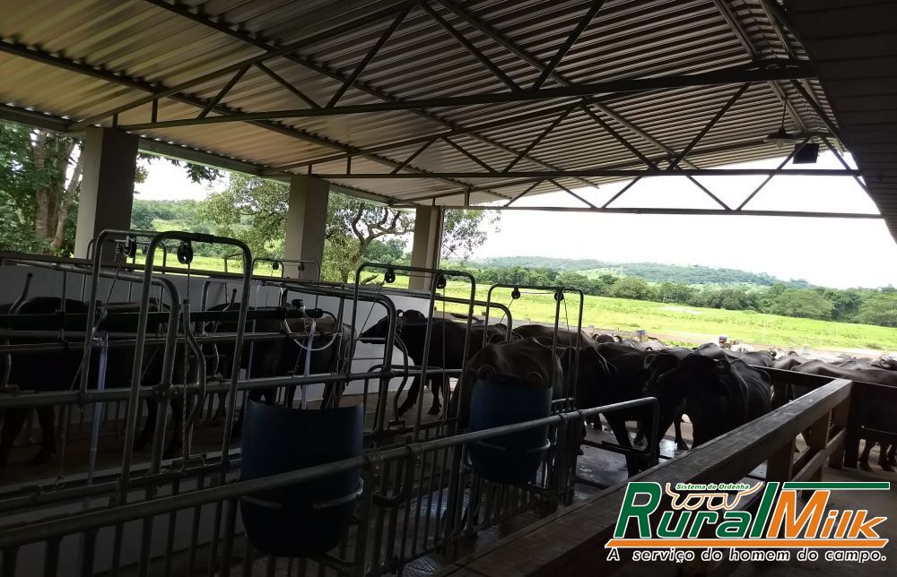 Fazenda  da Ponte (Criação de Búfalas) - Clinte Rural Milk